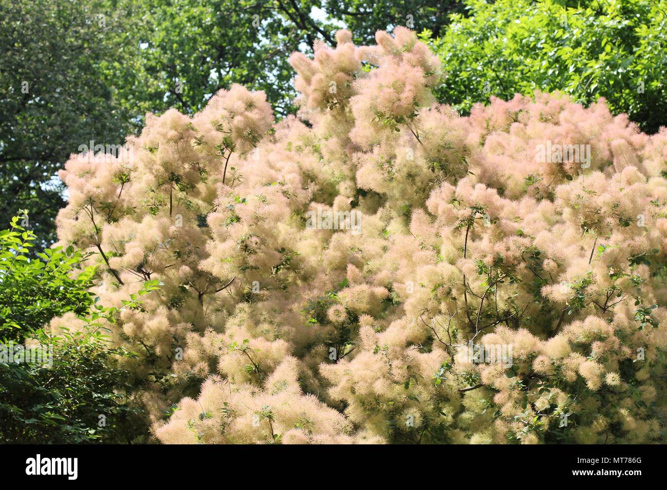 Smoke tree cotinus coggygria inflorescence hi-res stock photography and ...