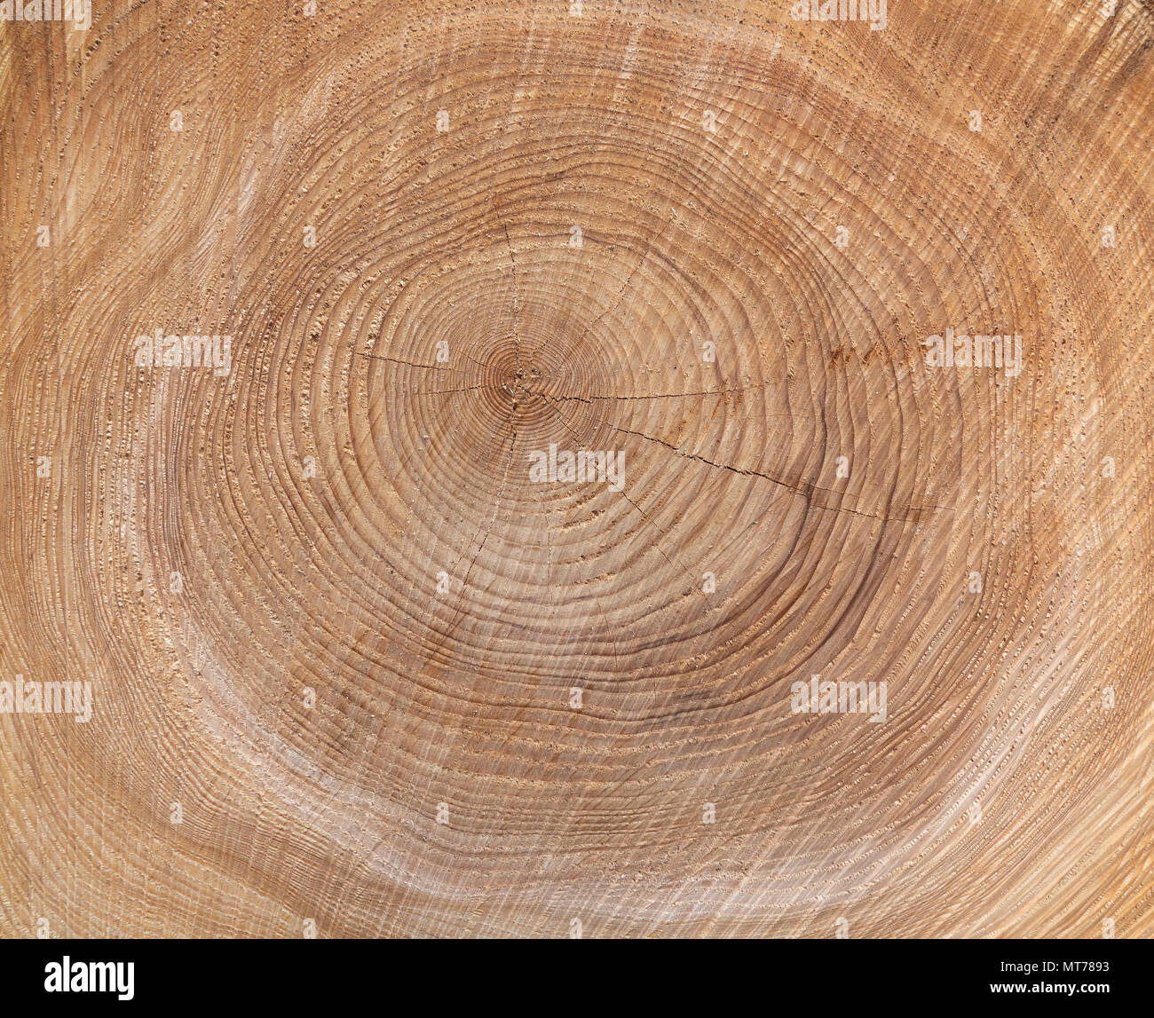 Texture of the annual rings of a tree Stock Photo