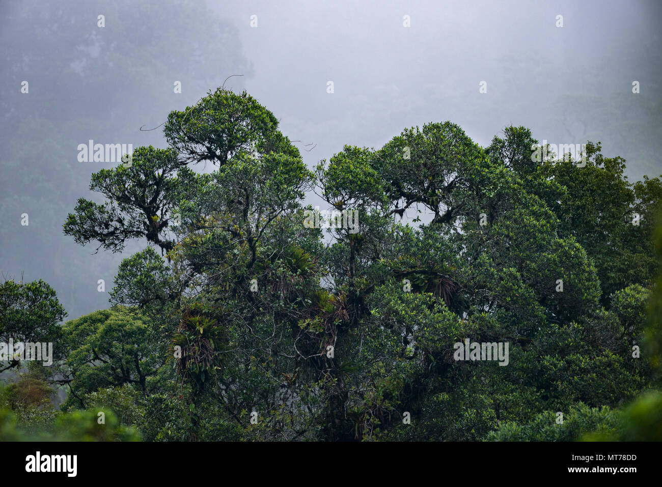 Primary Atlantic Rainforest from São Paulo State, SE Brazil Stock Photo