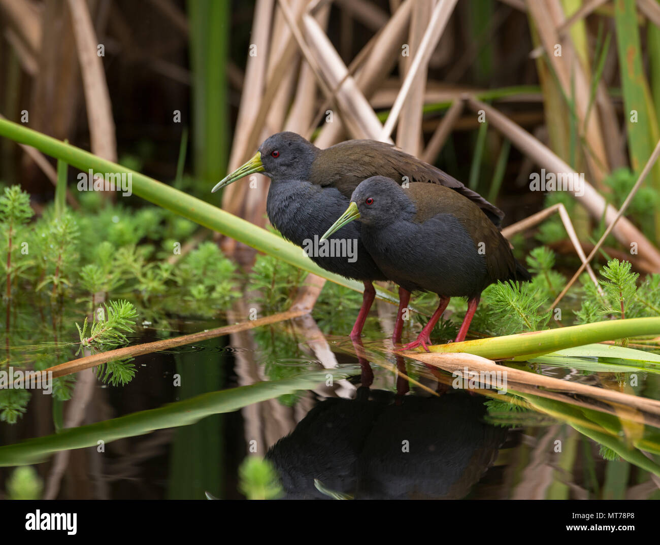A pair of Blackish Rails (Pardirallus nigricans) from SE Brazil Stock Photo