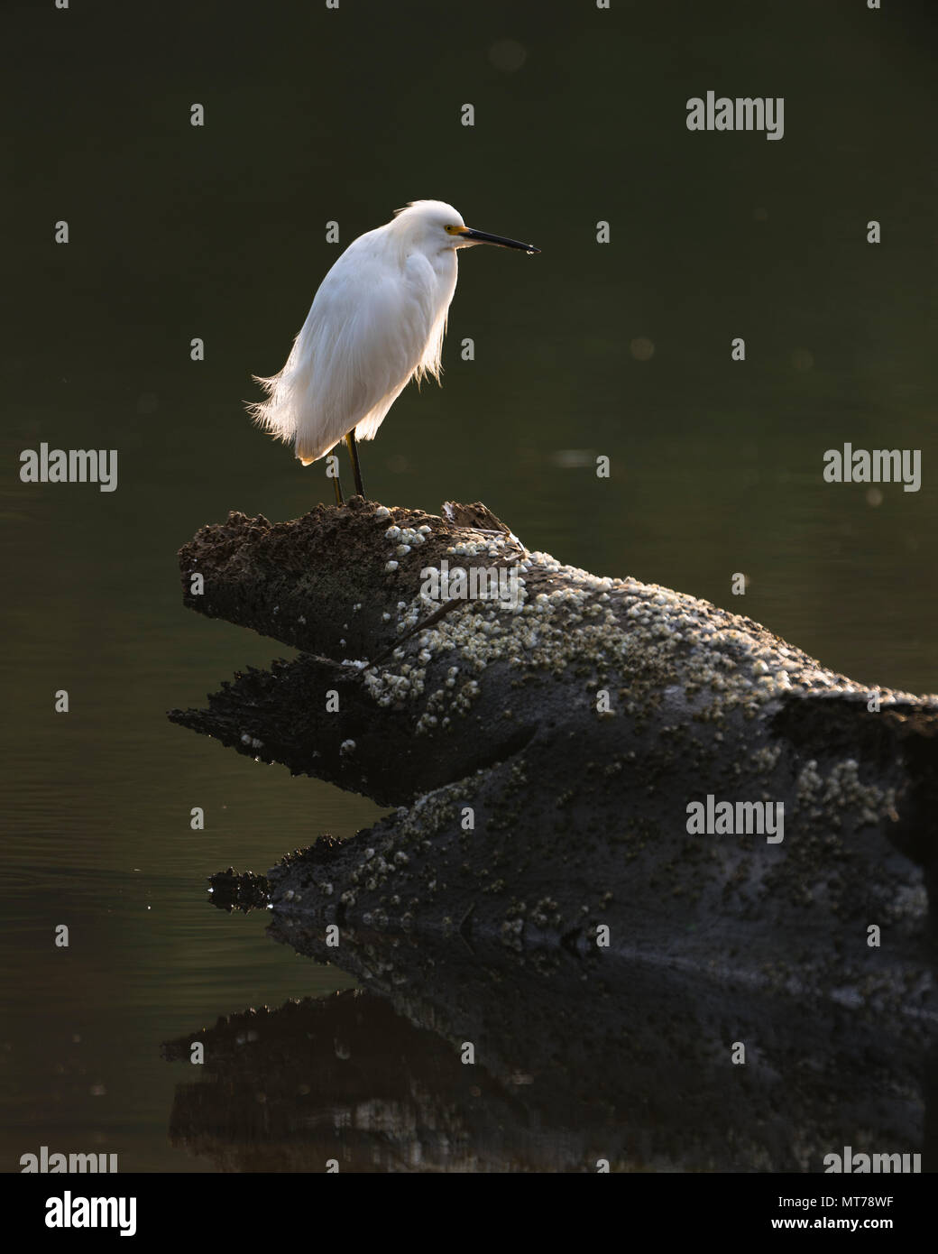 Snowy Egret (Egretta thula) from SE Brazil Stock Photo