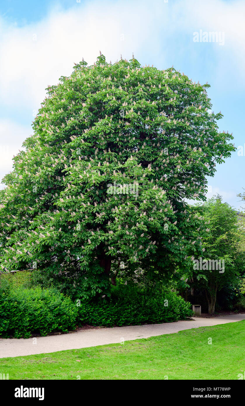 large specimen of a horse chestnut tree, Aesculus hippocastanum, in full flower Stock Photo