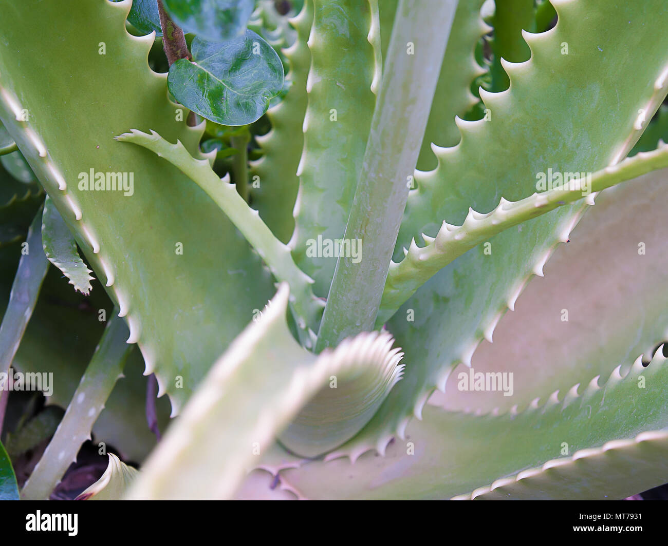 Aloe vera , Medicinal plants used in the treatment of disease Stock