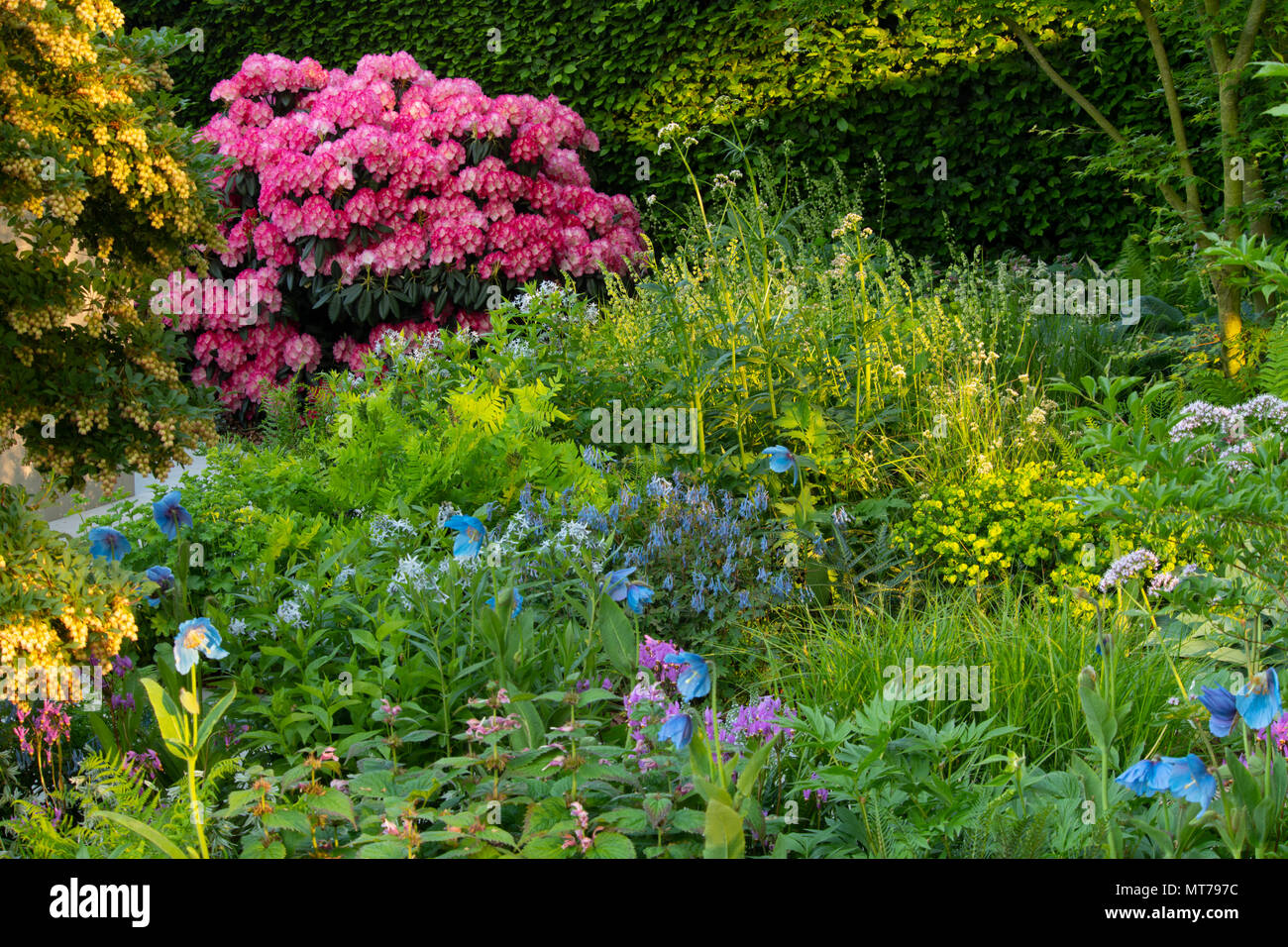 Early sunlight on shrubs and plants in the woodland area of the Morgan Stanley Garden for the NSPCC designed by Chris Beardshaw and winner of the Best Stock Photo