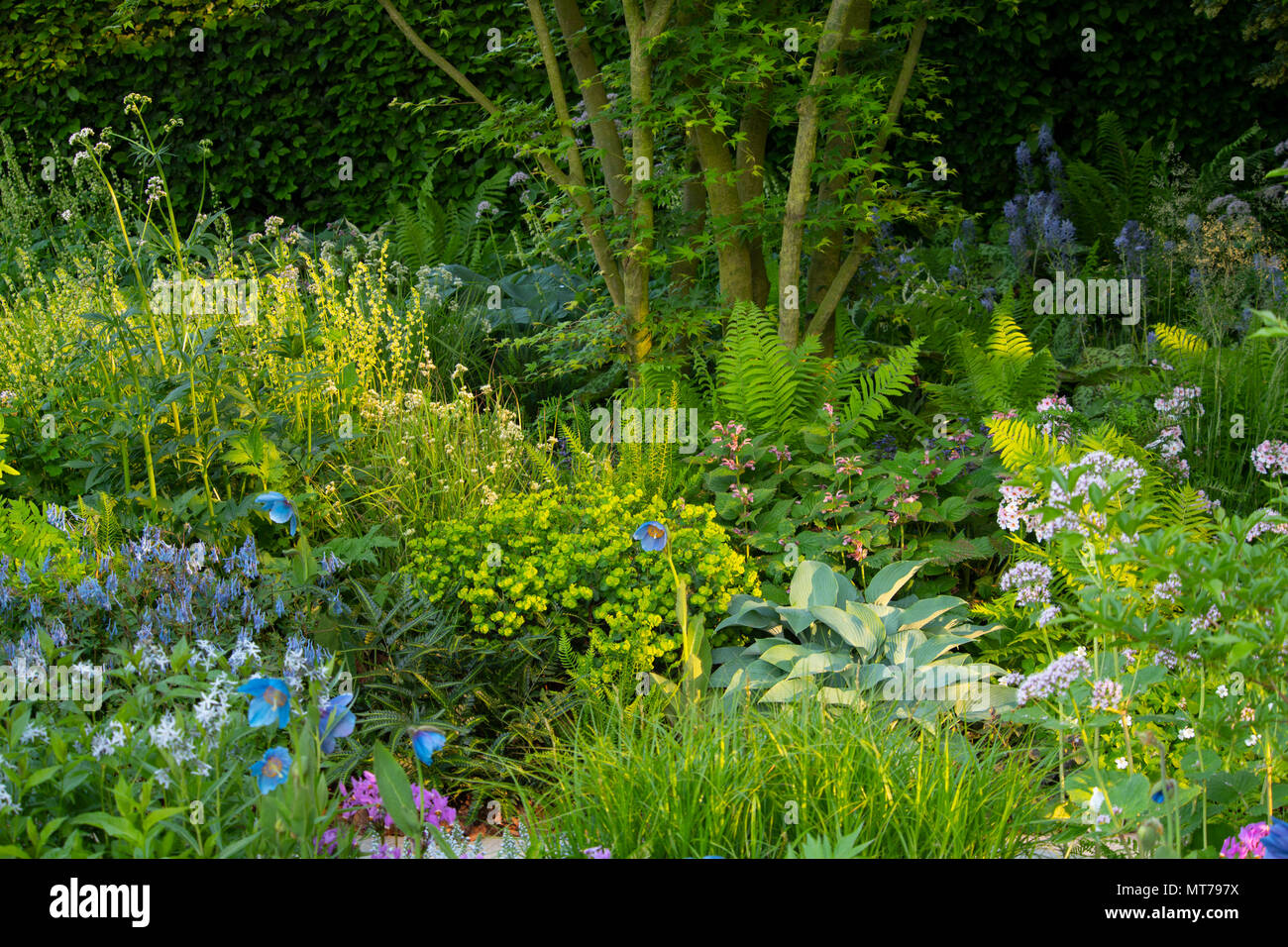 Early sun on plants in the woodland area of the Morgan Stanley Garden for the NSPCC designed by Chris Beardshaw and winner of the Best Show Garden awa Stock Photo