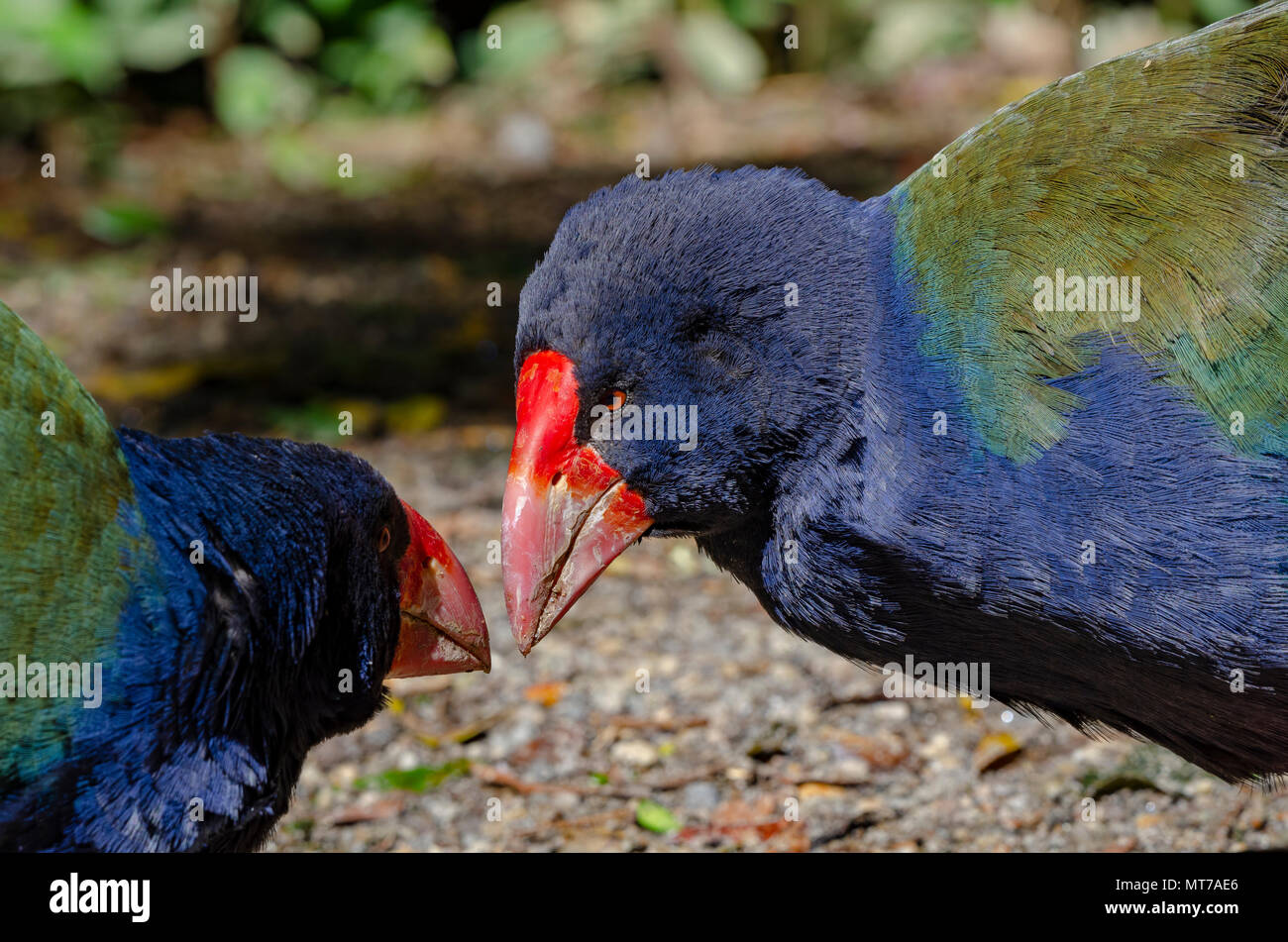 Takahe at Maungatautari, North Island, New Zealand Stock Photo