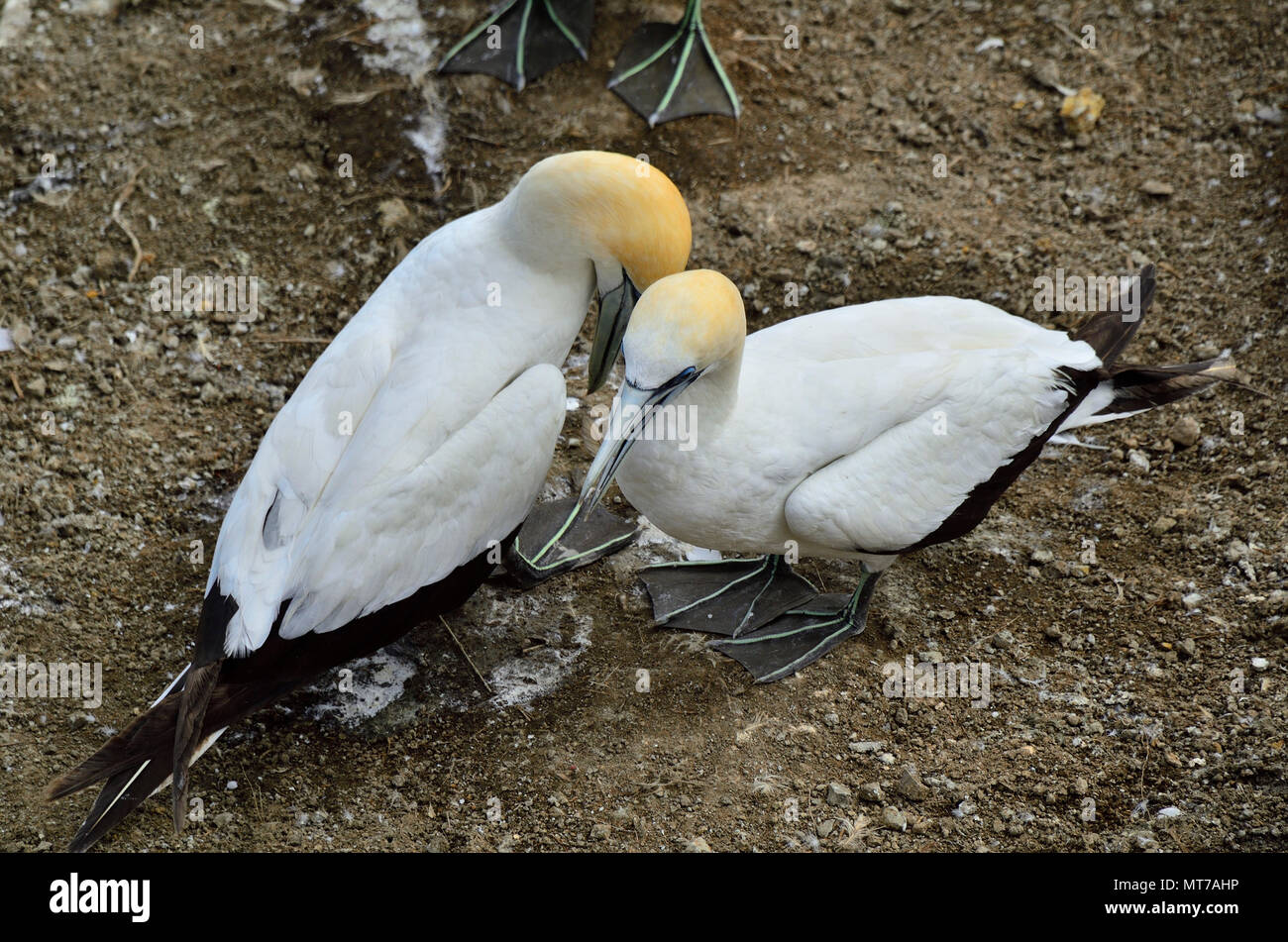 Australian Gannet colony, Cape Kidnappers, New Zealand Stock Photo