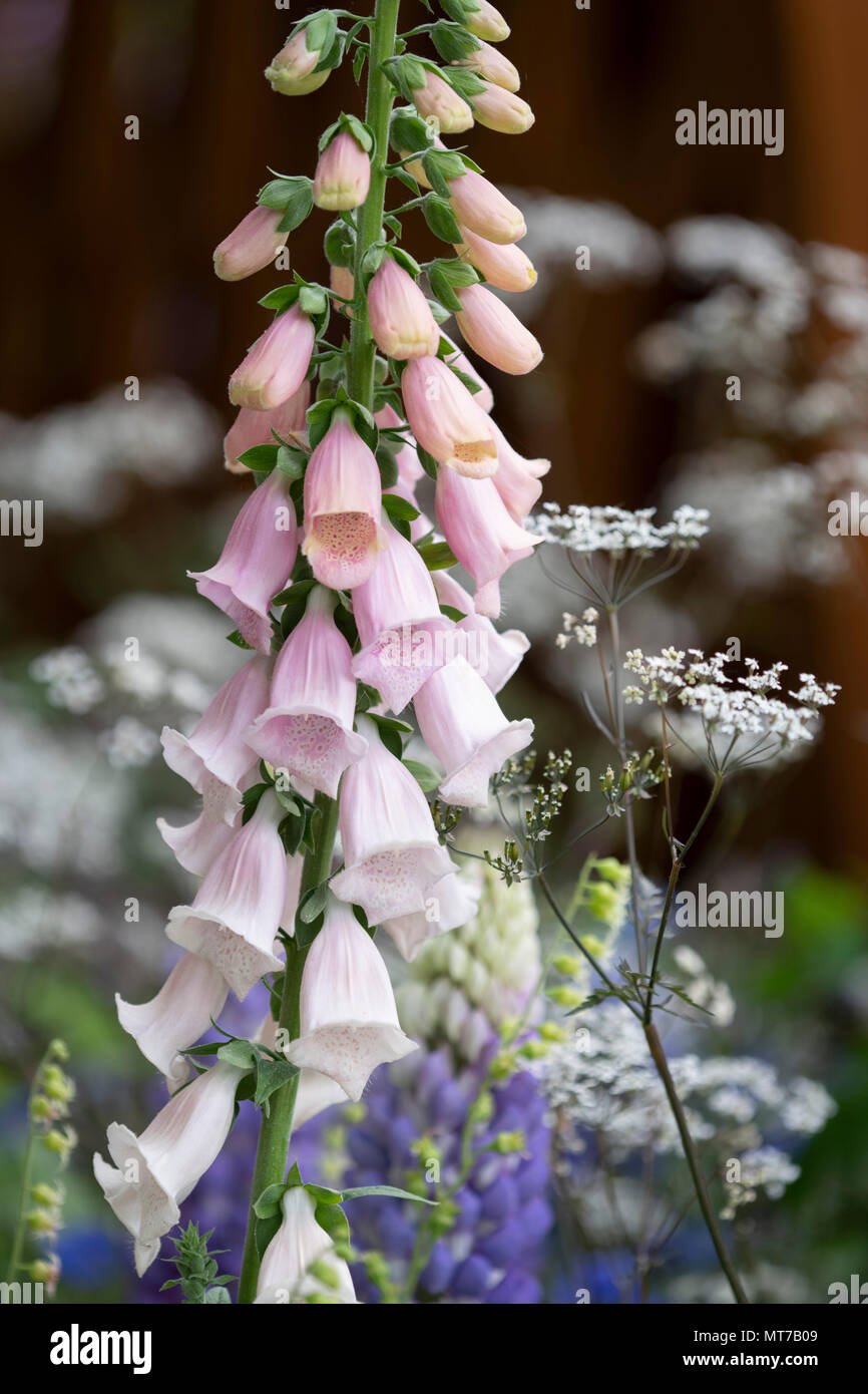 Digitalis ‘Sutton’s Apricot’ in the David Harber and Savills Garden designed by Nic Howard at The RHS Chelsea Flower Show 2018, London, UK Stock Photo
