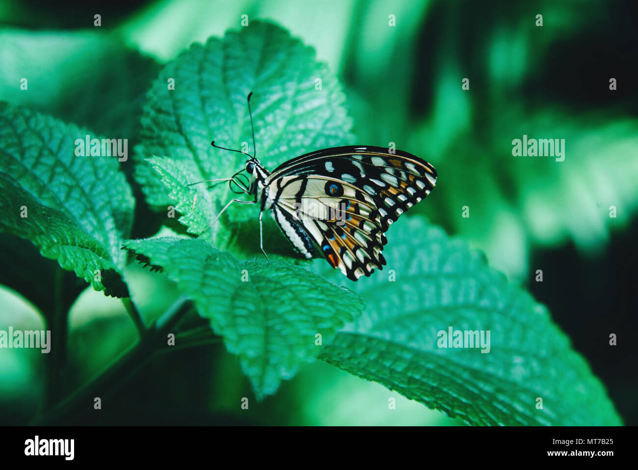Sitting Pretty Insect Beautiful insect hi-res stock photography and images - Alamy