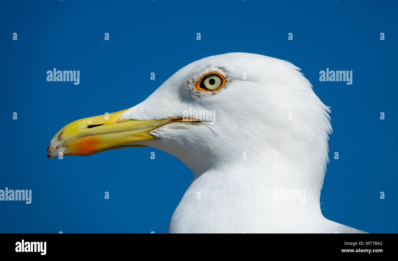 big seagull close up portrait Stock Photo