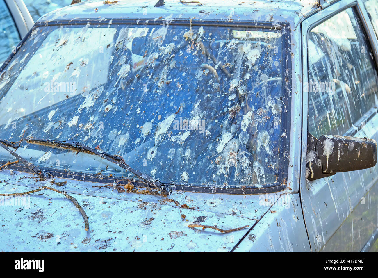 Car covered with bird poop. Very dirty car with birdshit, bird ...