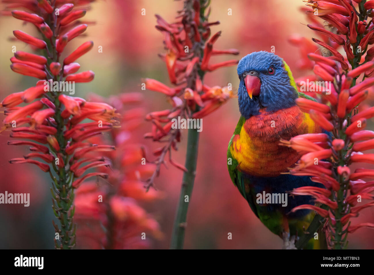Australian backyard birds hires stock photography and images Alamy