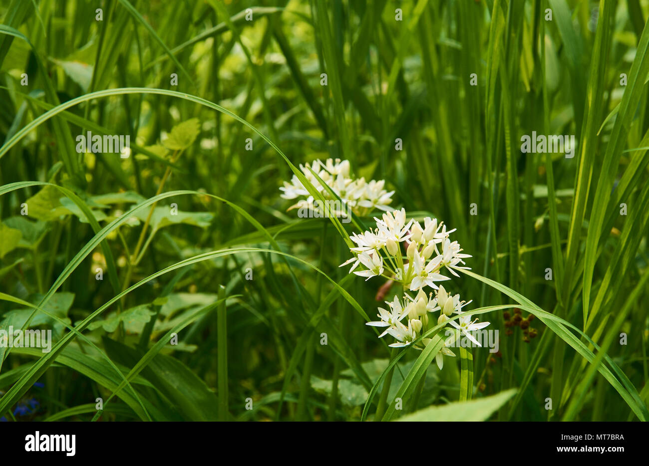 Flowers of wild garlic in the grass on a bright spring day Stock Photo