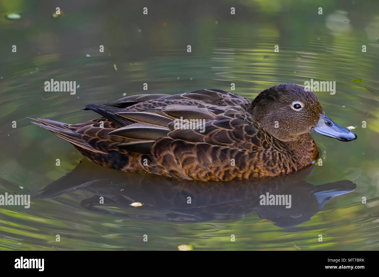 Anas chlorotis north island hires stock photography and images Alamy