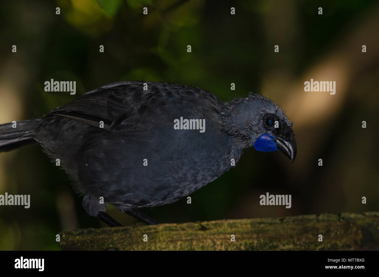 North Island Kokako, Tiritiri Matangi Island, New Zealand Stock Photo