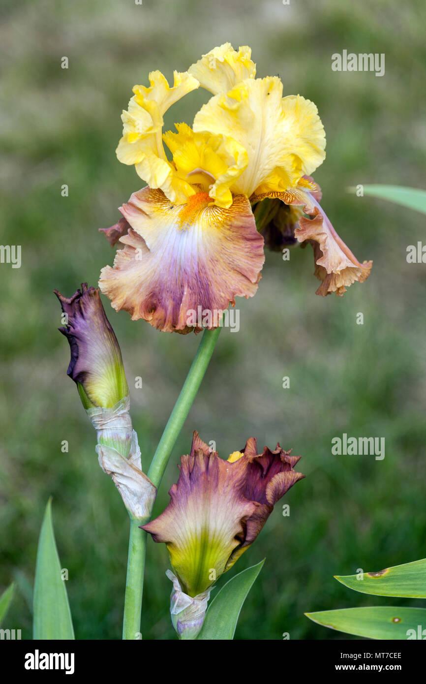 Tall bearded Iris flower portrait yellow creamy 'High Chaparral' Stock Photo