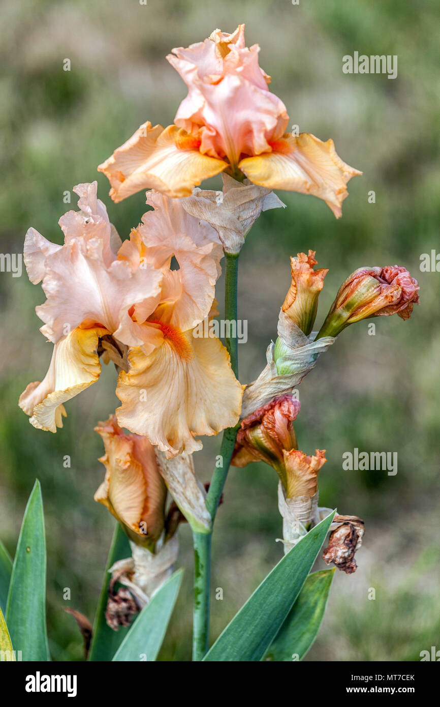 Tall bearded Iris ' Broken Record ', bearded irises Stock Photo