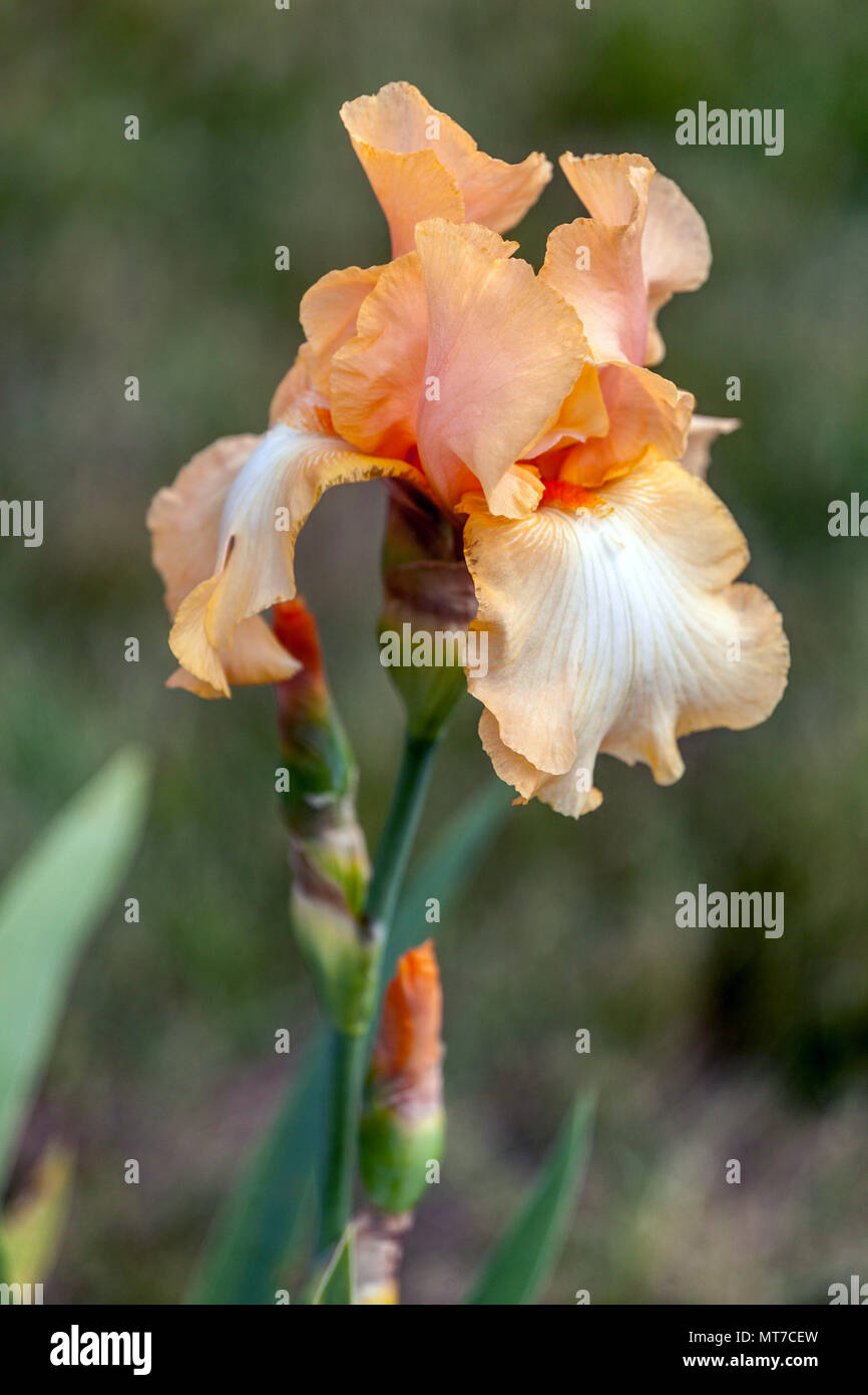 Tall bearded Iris 'Aphrodisiac' orange iris flower Stock Photo