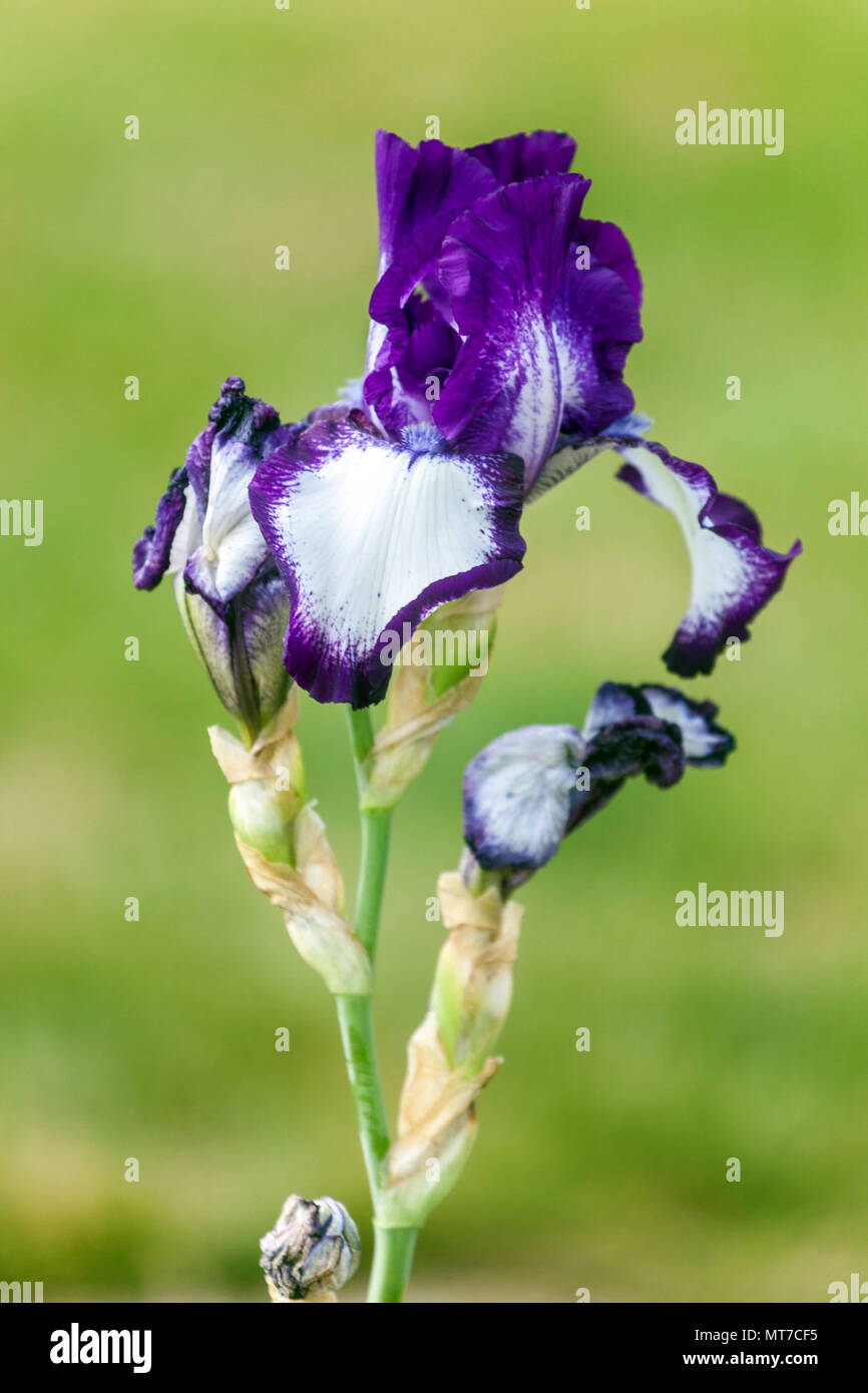 Tall bearded Iris ' Going My Way ', bearded irises Stock Photo