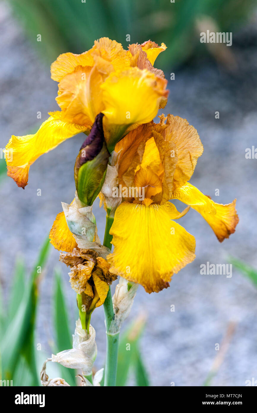 Tall bearded Iris ' Gay Lights ', bearded irises, Iris flower yellow Stock Photo