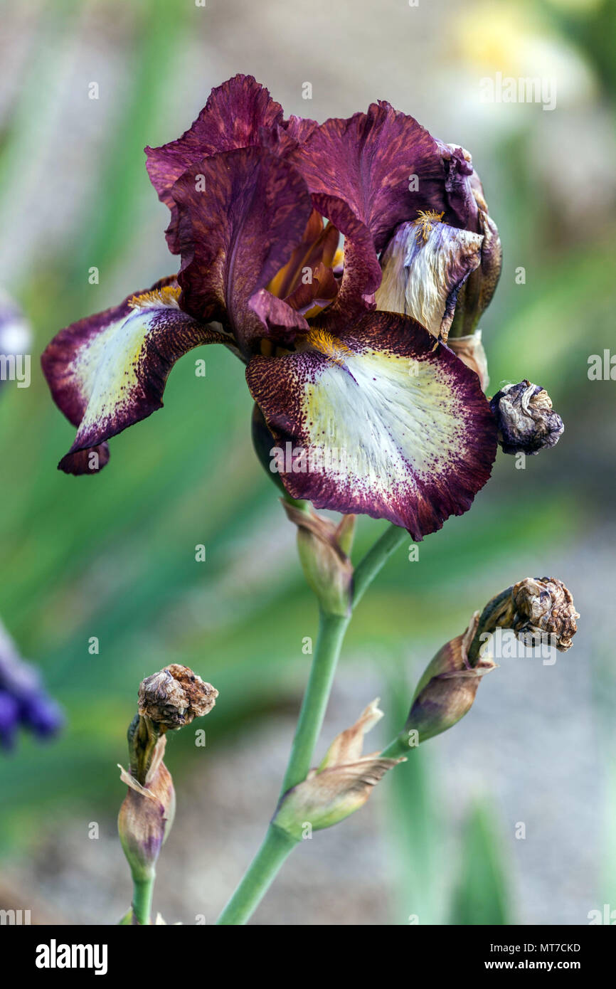 Tall bearded Iris ' Jet Fire ', bearded irises Stock Photo