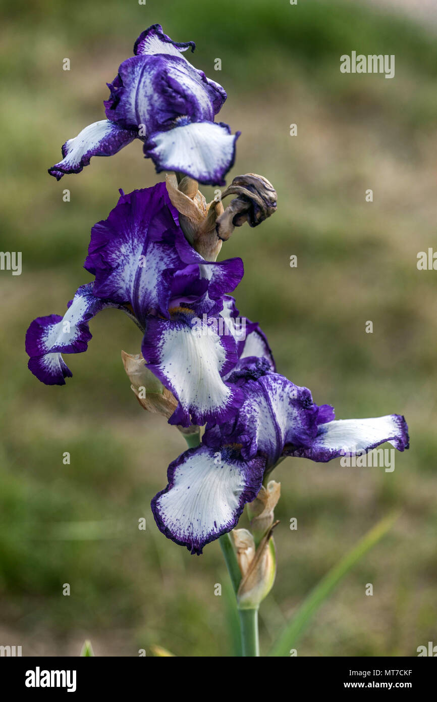 Tall bearded Iris ' Stepping Out ', bearded irises, Iris flower blue Stock Photo