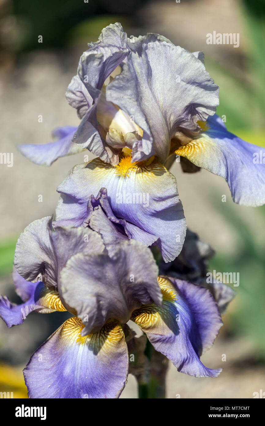 Tall bearded Iris 'Hofdame' metallic flower portrait of nice cultivar Stock Photo