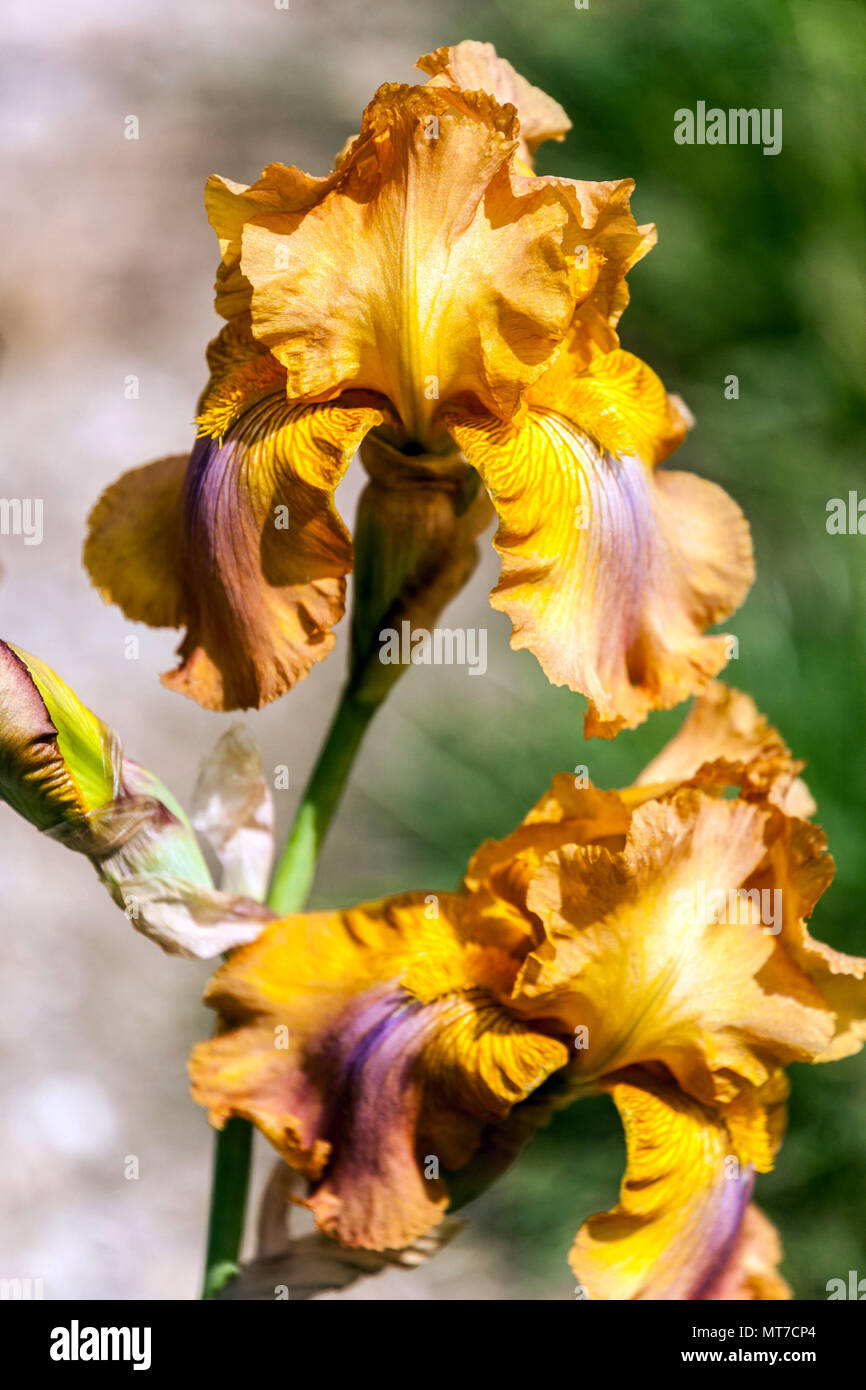 Tall bearded Iris ' Caribou Trail ', bearded irises Stock Photo