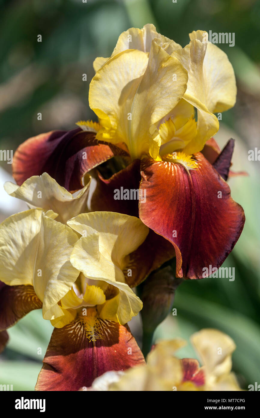 Tall bearded Iris ' Brodway Star ', bearded irises Stock Photo
