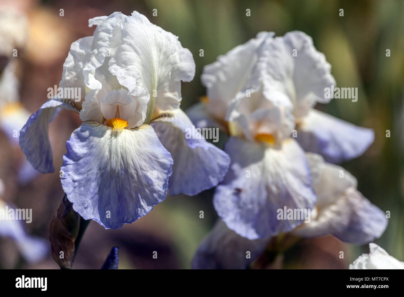 Tall bearded Iris ' Wonderment ', bearded irises, Iris flower blue white Stock Photo