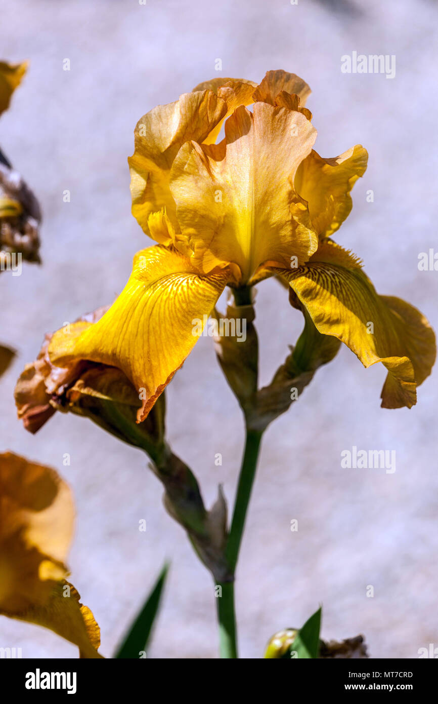 Tall bearded Iris ' Cibola ', bearded yellow iris Stock Photo