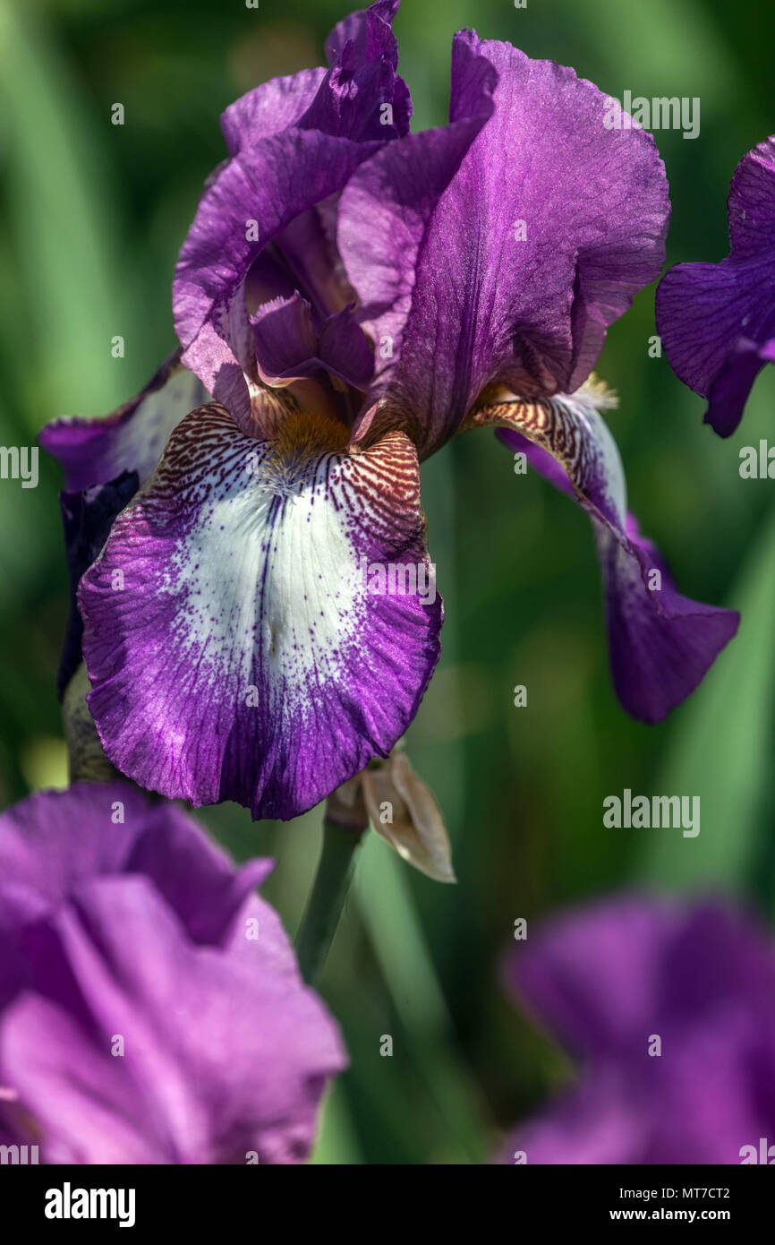 Tall bearded Iris ' Bazarok ', bearded irises, Iris flower purple Stock Photo