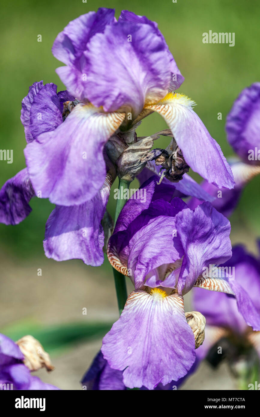 Tall bearded Iris ' Pfingstgruss ', bearded irises, Iris flower blue Stock Photo