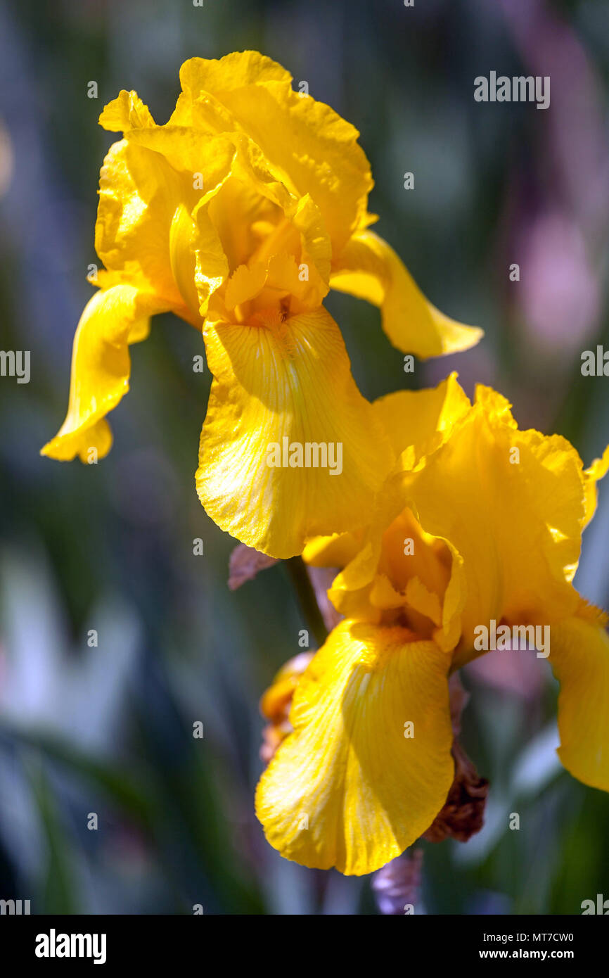 Tall bearded Iris ' Foxfire ', bearded irises, Iris flower yellow Stock Photo