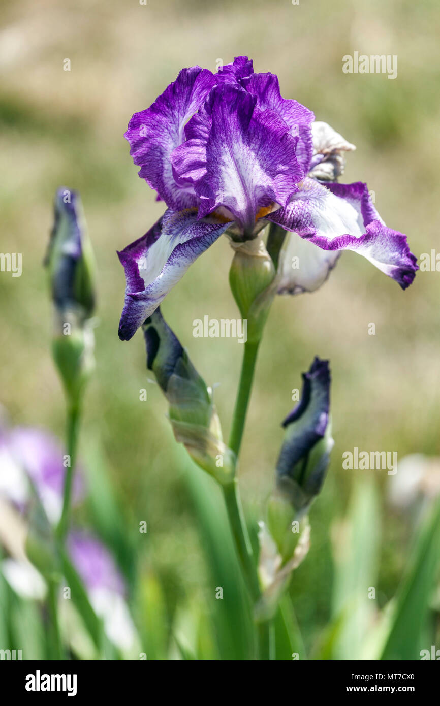 Tall bearded Iris ' Kimberly ', bearded irises Stock Photo