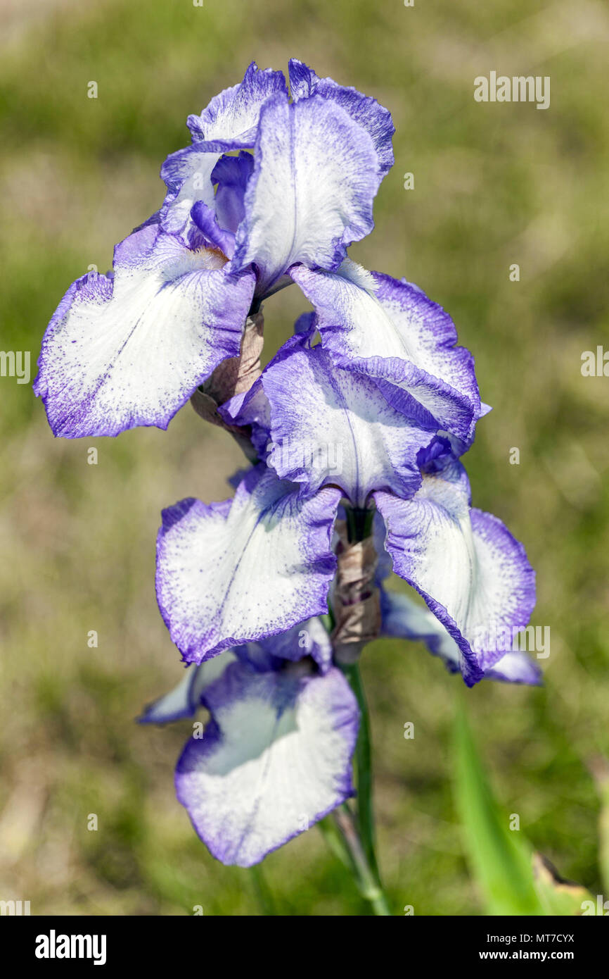 Tall bearded Iris ' Dotted Swiss ', Blue bearded irises Stock Photo