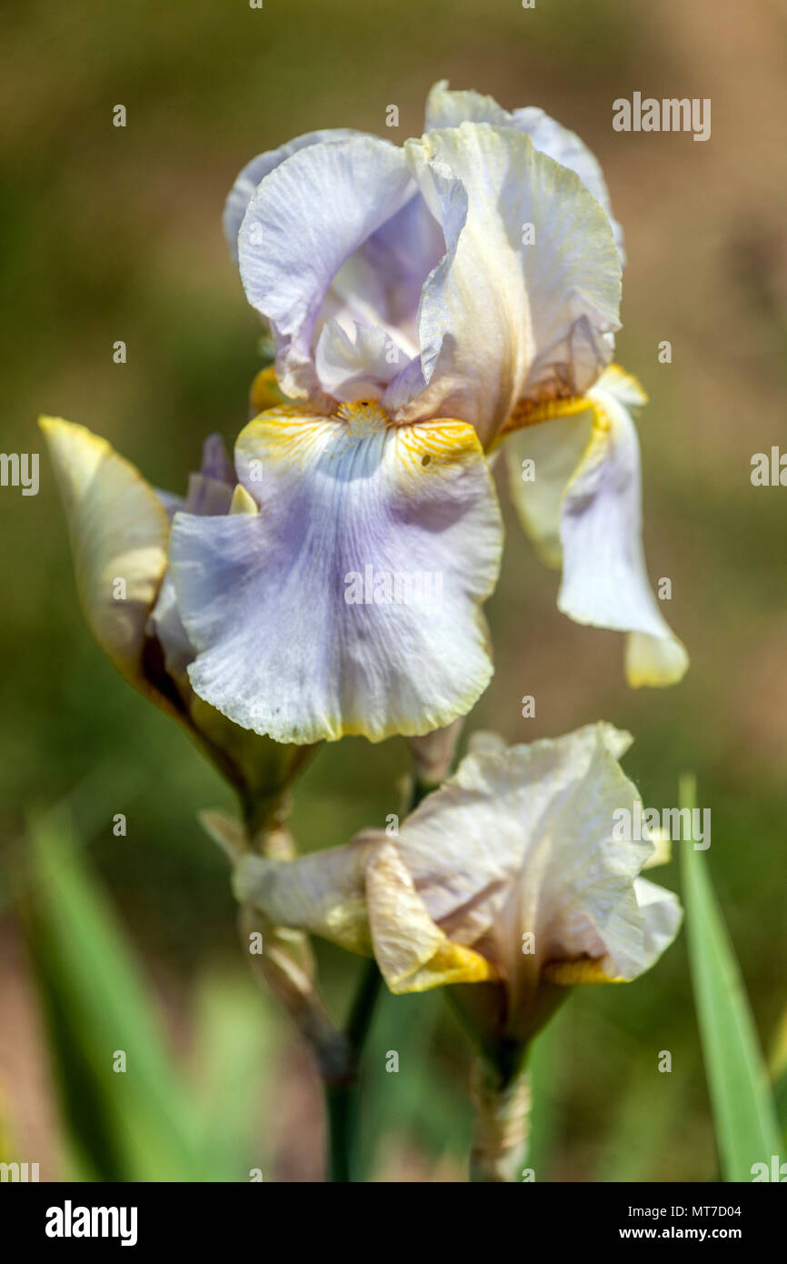 Tall bearded Iris ' Lula Marguerite ', bearded white irises Stock Photo