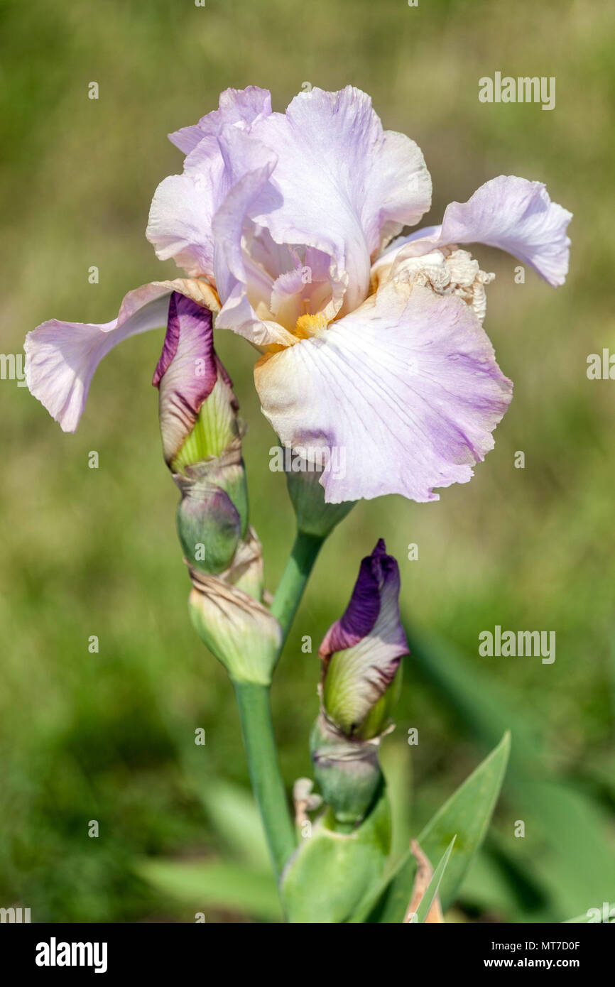 Tall bearded Iris ' May Magic ', bearded irises Stock Photo