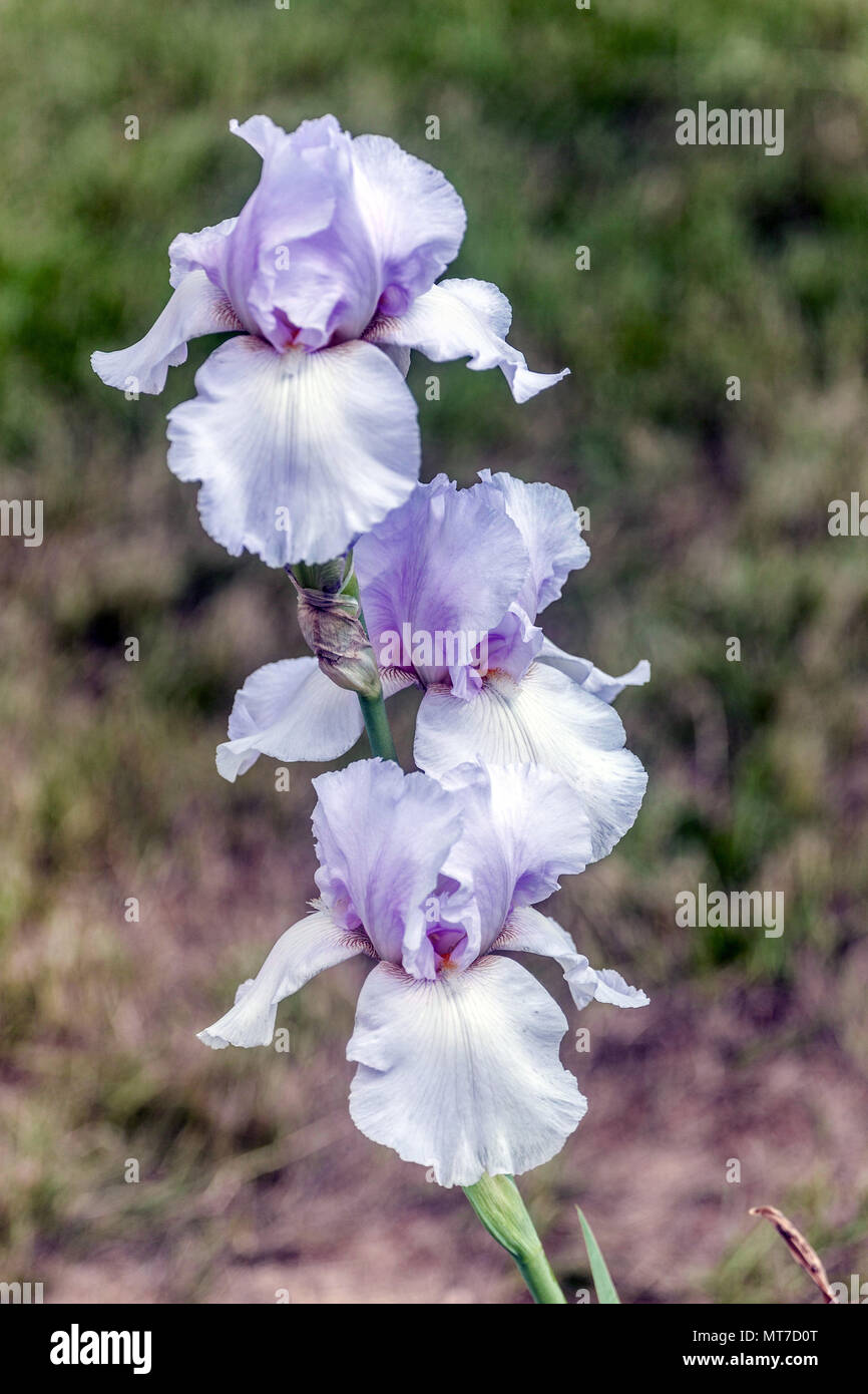 Tall bearded Iris ' Pearl Chiffon ', bearded irises, Iris flower white Stock Photo