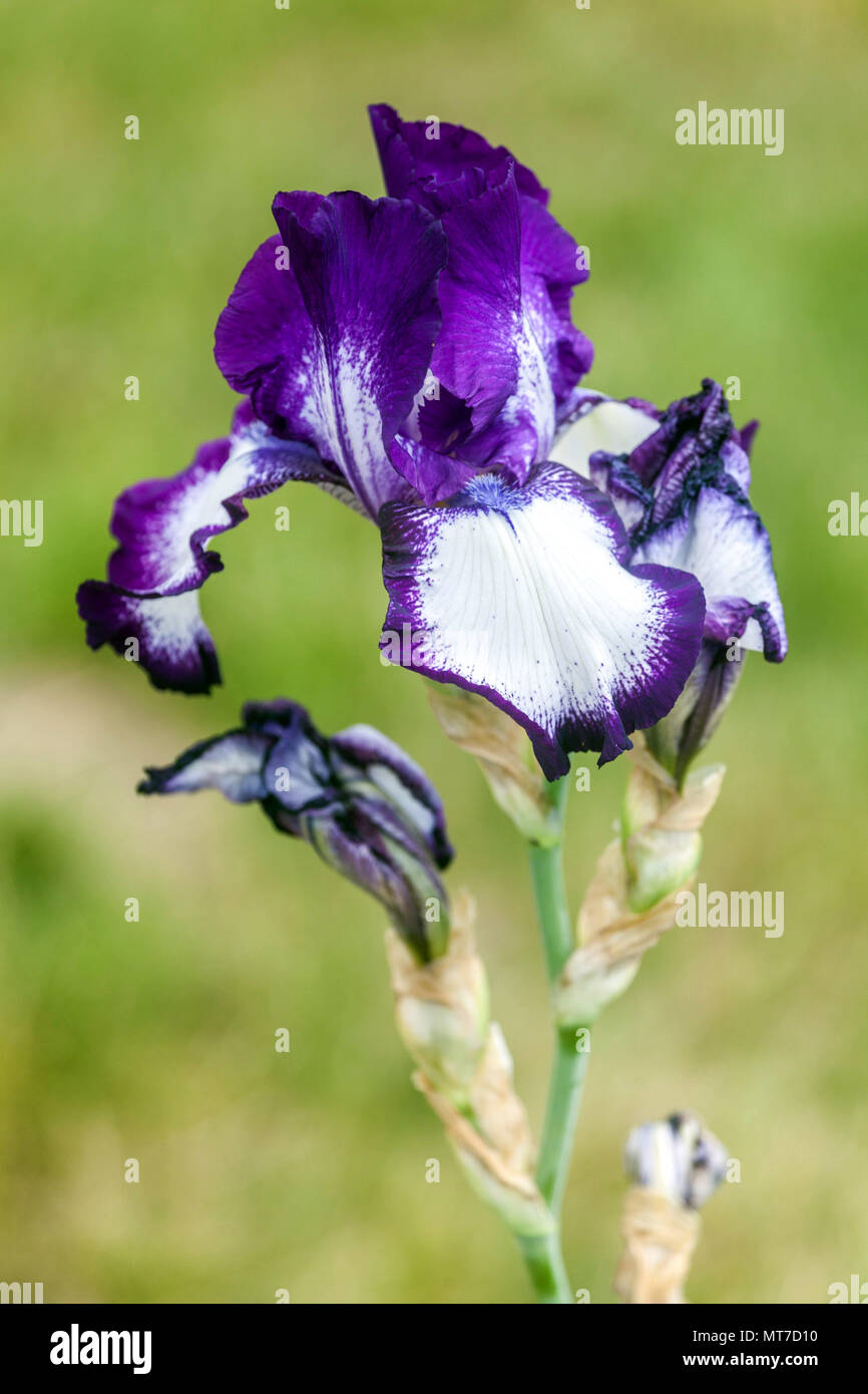 Tall bearded Iris ' Going My Way ', bearded irises, Iris flower blue Stock Photo