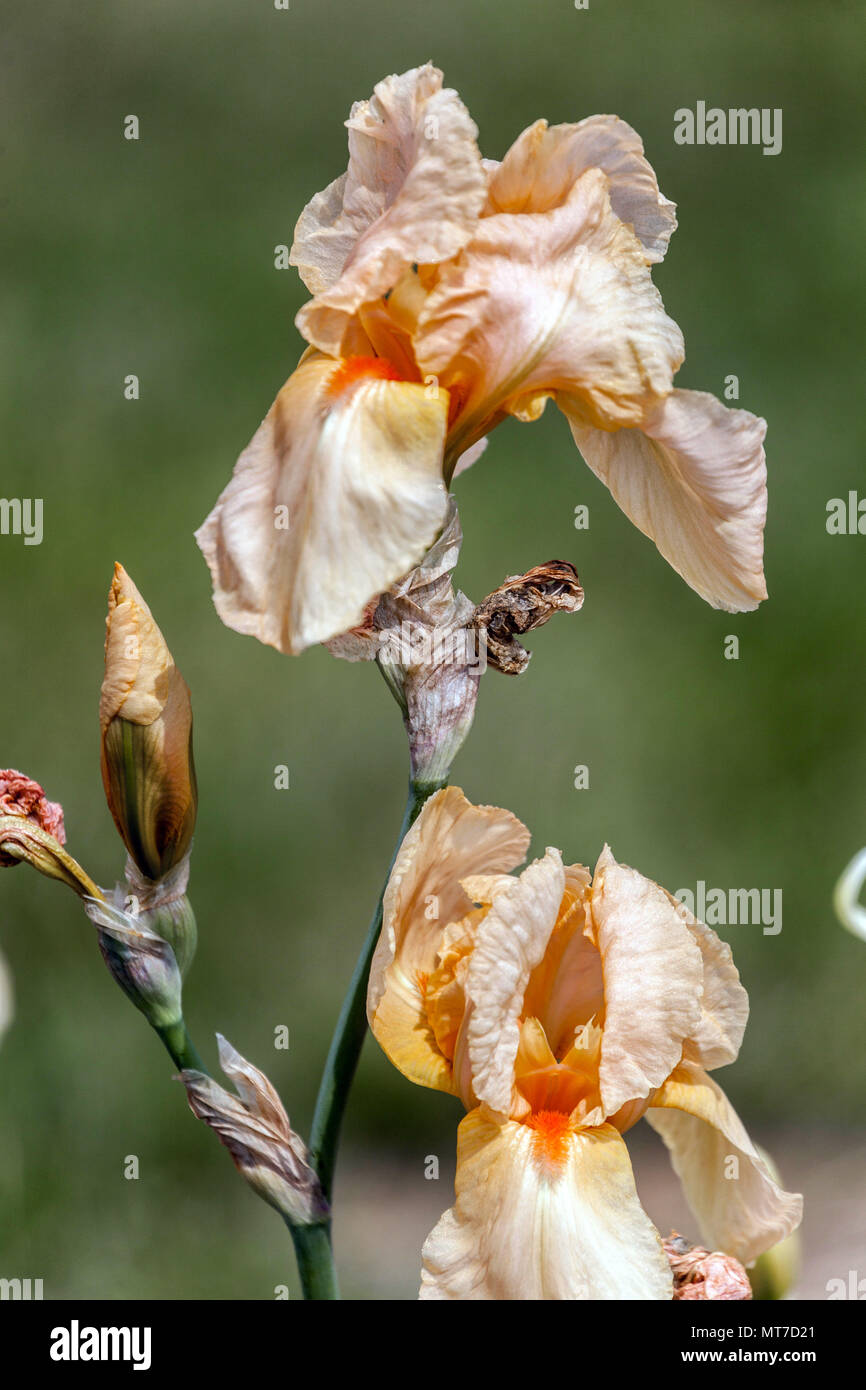 Tall bearded Iris ' Apricot Supreme ', bearded irises Stock Photo