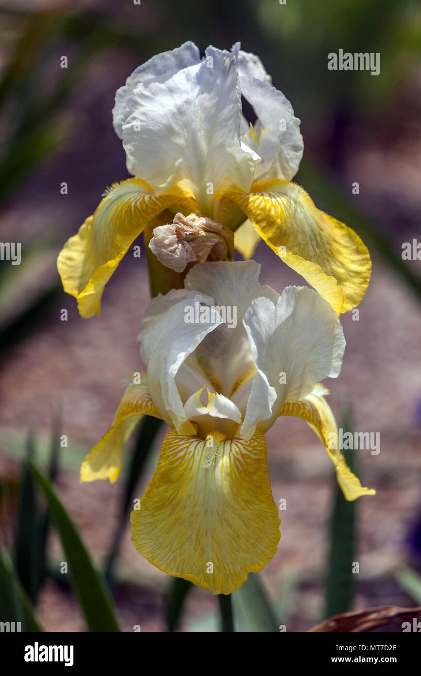 Tall bearded Iris ' Pinnacle ', bearded irises, Iris flower yellow Large blooms Stock Photo