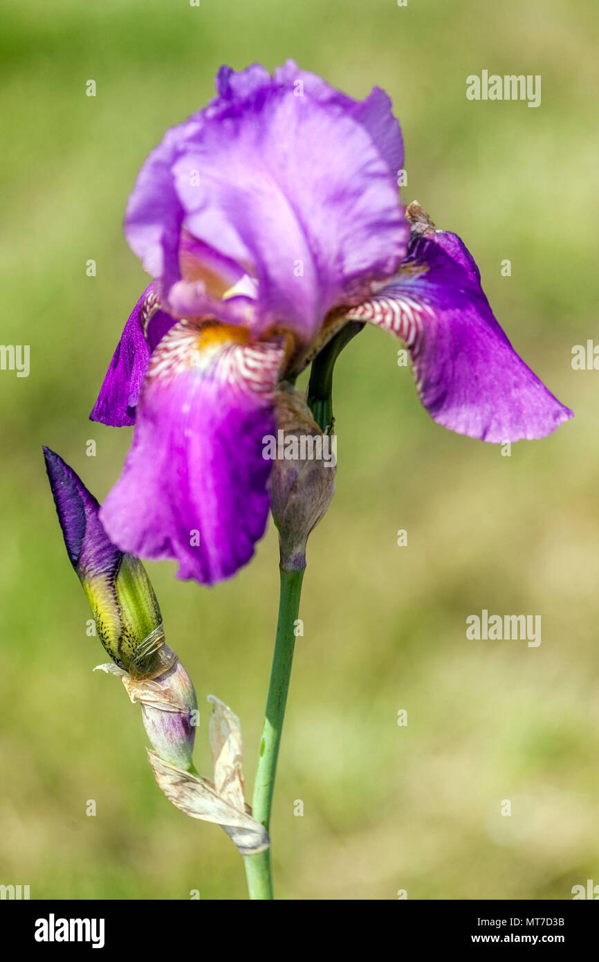 Tall bearded Iris ' Missa Solemnis ', bearded irises Stock Photo