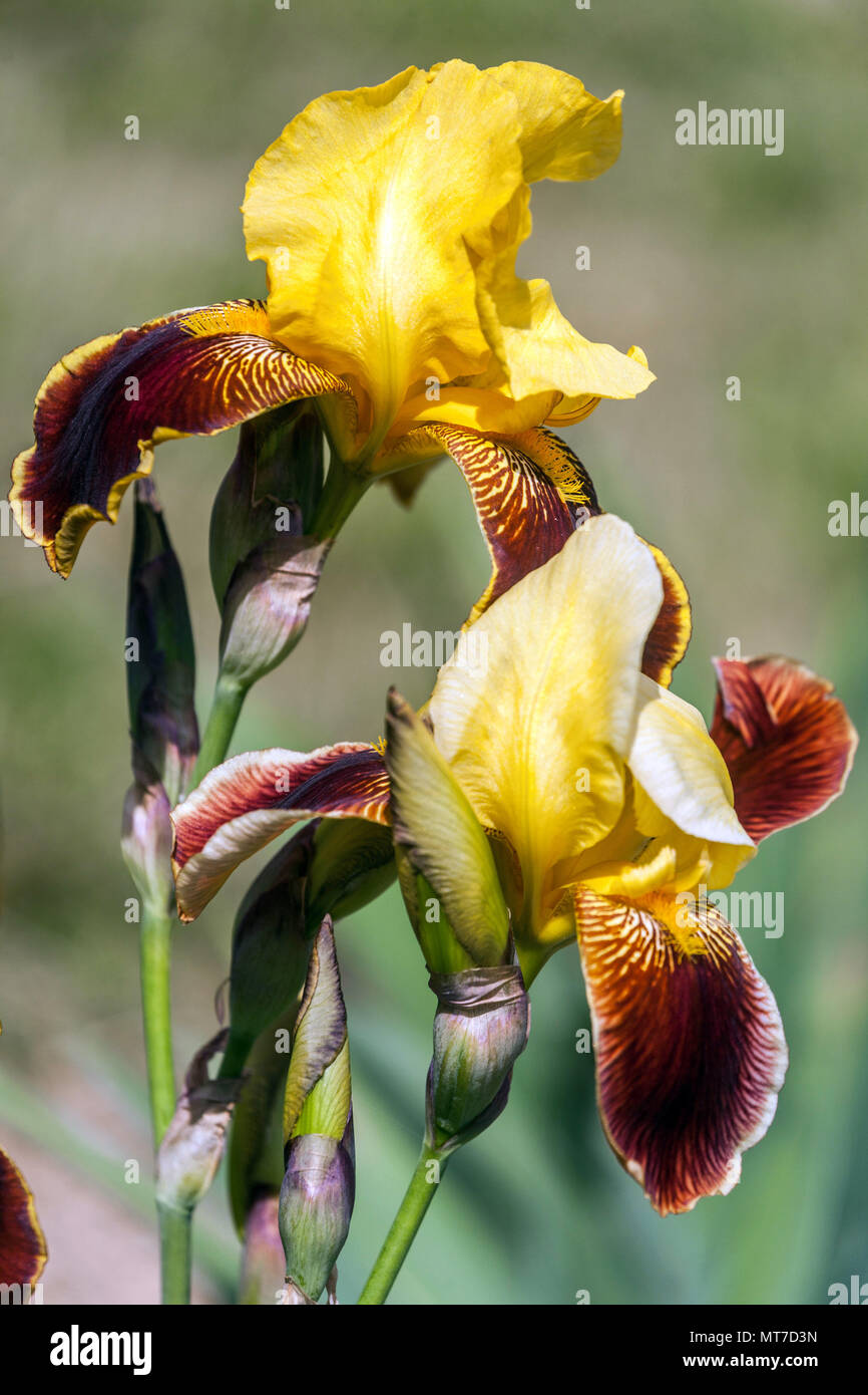 Tall bearded Iris ' Staten Island ', bearded irises Stock Photo