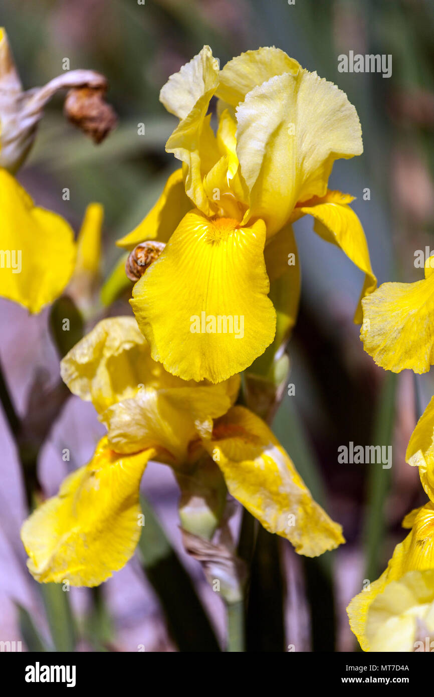 Tall bearded Iris ' Moonlight Sonata ', bearded irises, Iris flower yellow Stock Photo
