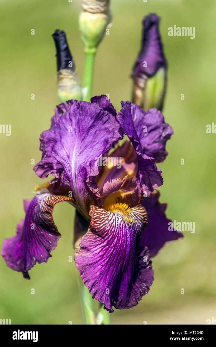 Tall bearded Iris ' Benton Menace ', bearded irises by Cedric Morris Stock Photo