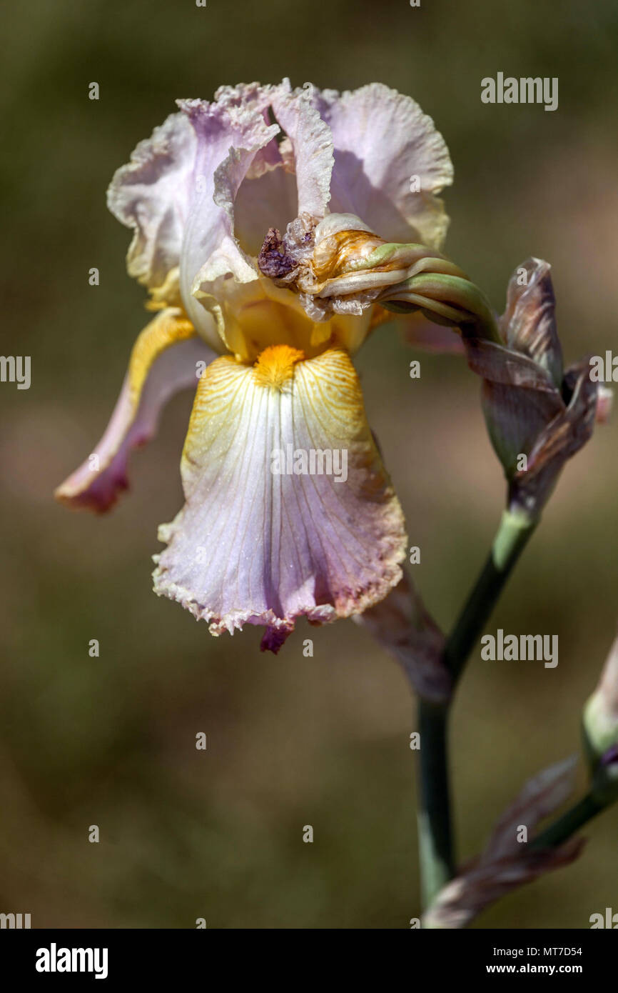 Tall bearded Iris flower 'Chantilly' light pastel creamy color large bloom Stock Photo