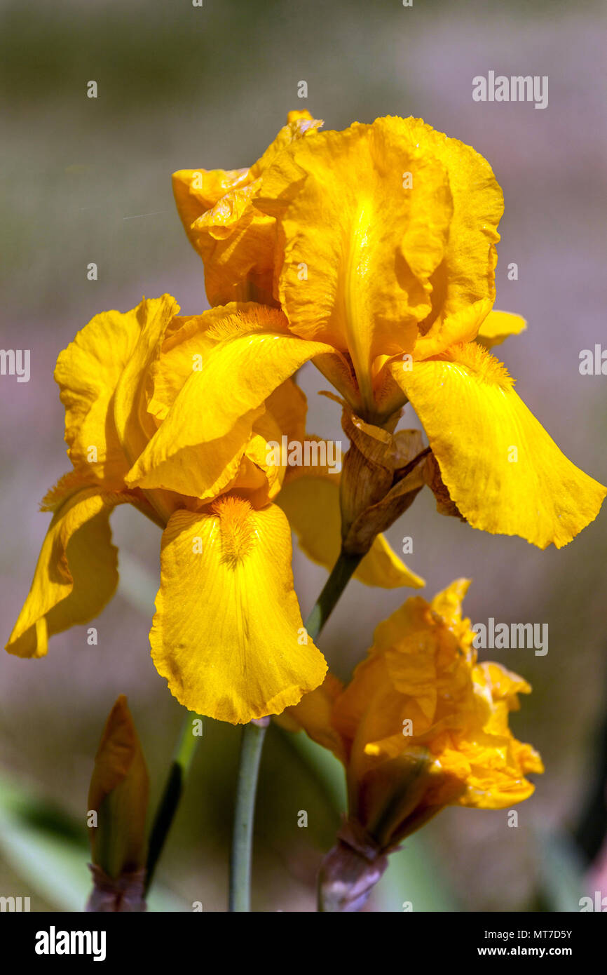 Tall bearded Iris ' Ola Kala ', bearded Iris flower yellow Stock Photo