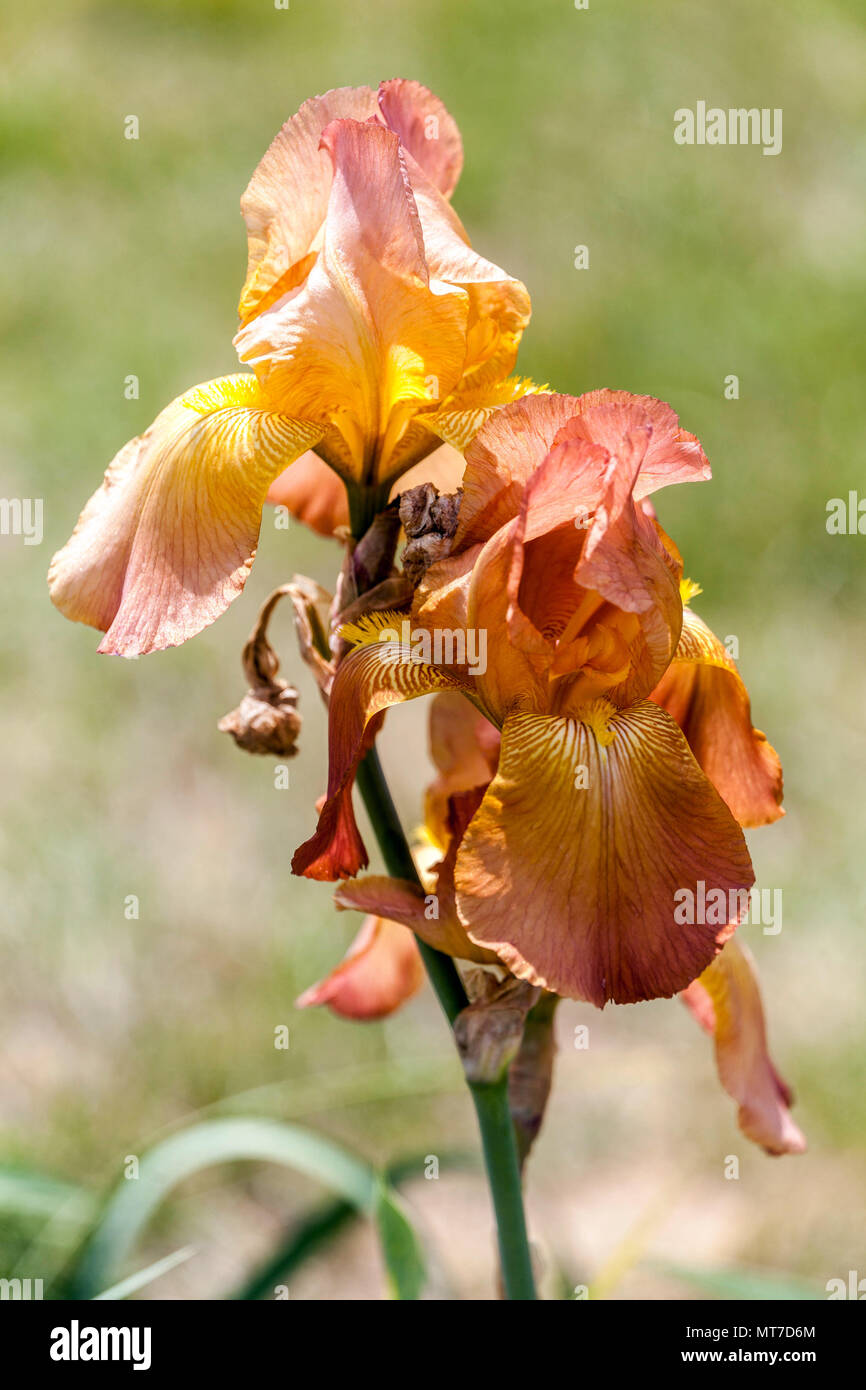 Tall bearded Iris ' Caribbean Treasure ', bearded irises Stock Photo