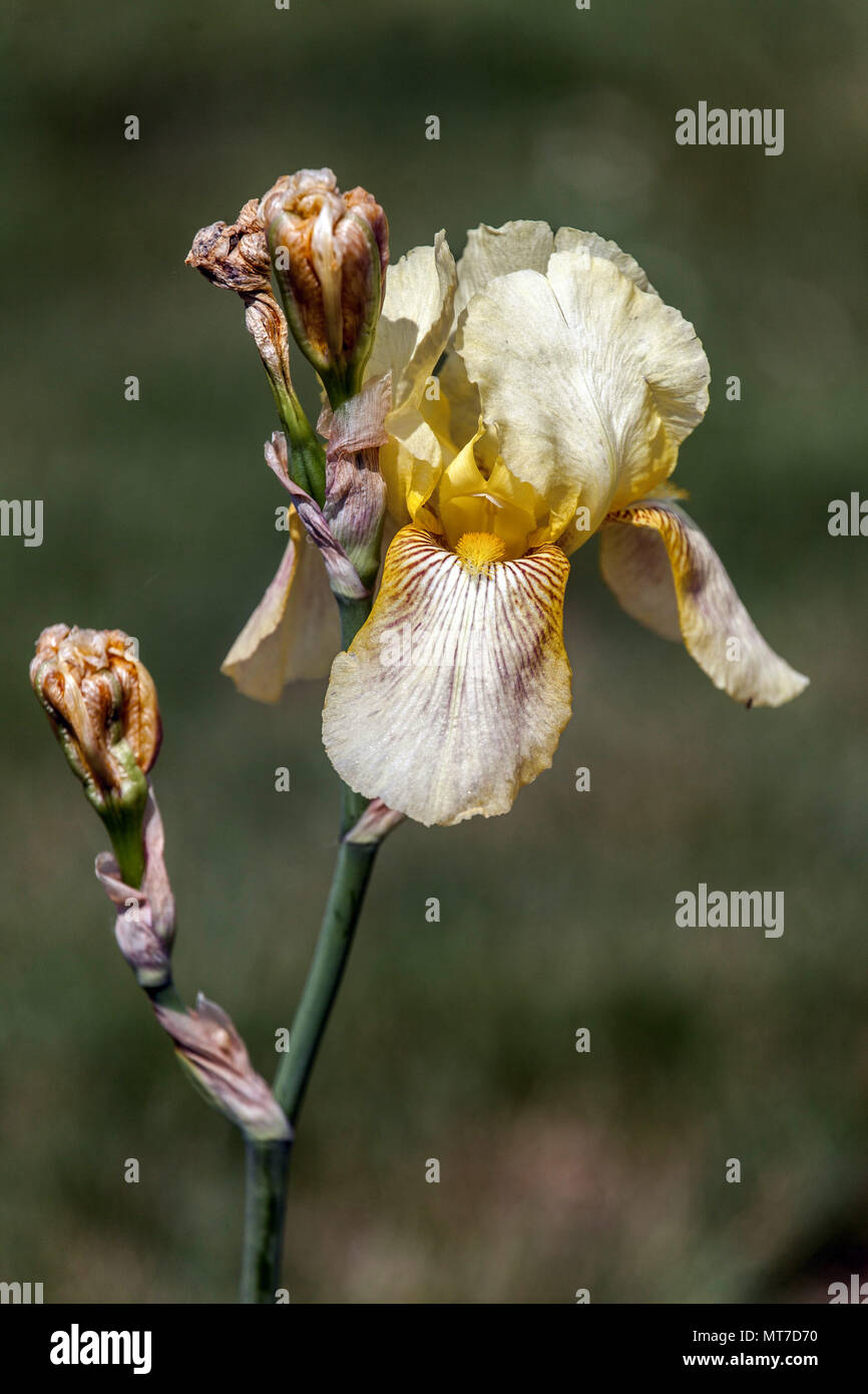 Tall bearded Iris ' Helios ', bearded iris Stock Photo